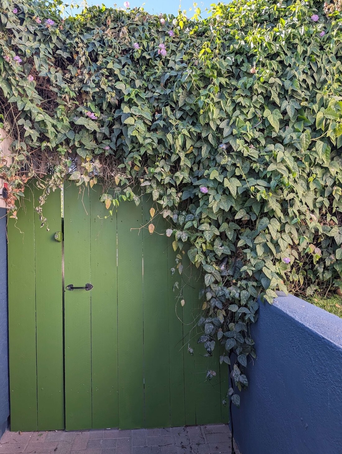 The ivy-covered green door of Pachis art studio, an outdoor art studio in Linda Vista, San Diego